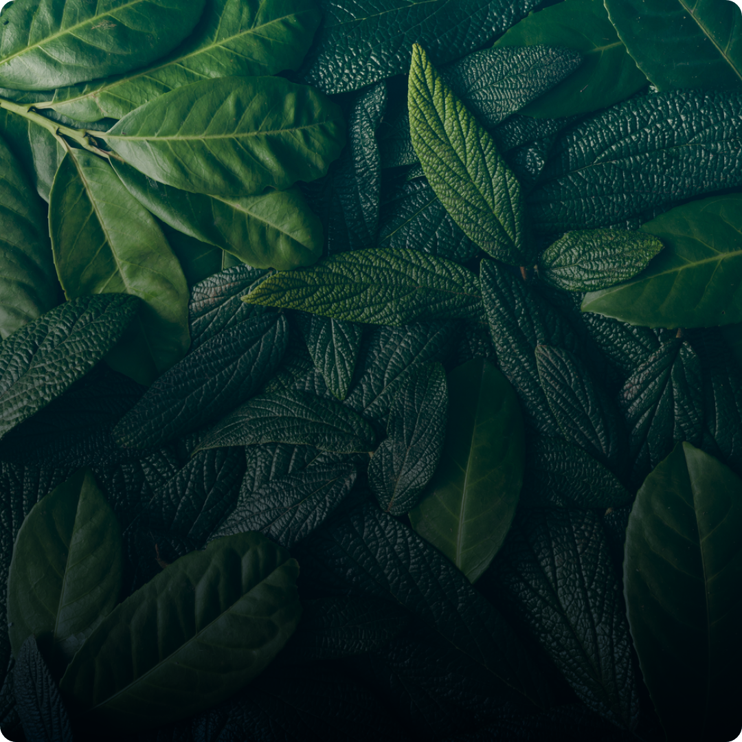 Leaders at Every Level - Cleantech Solutions
